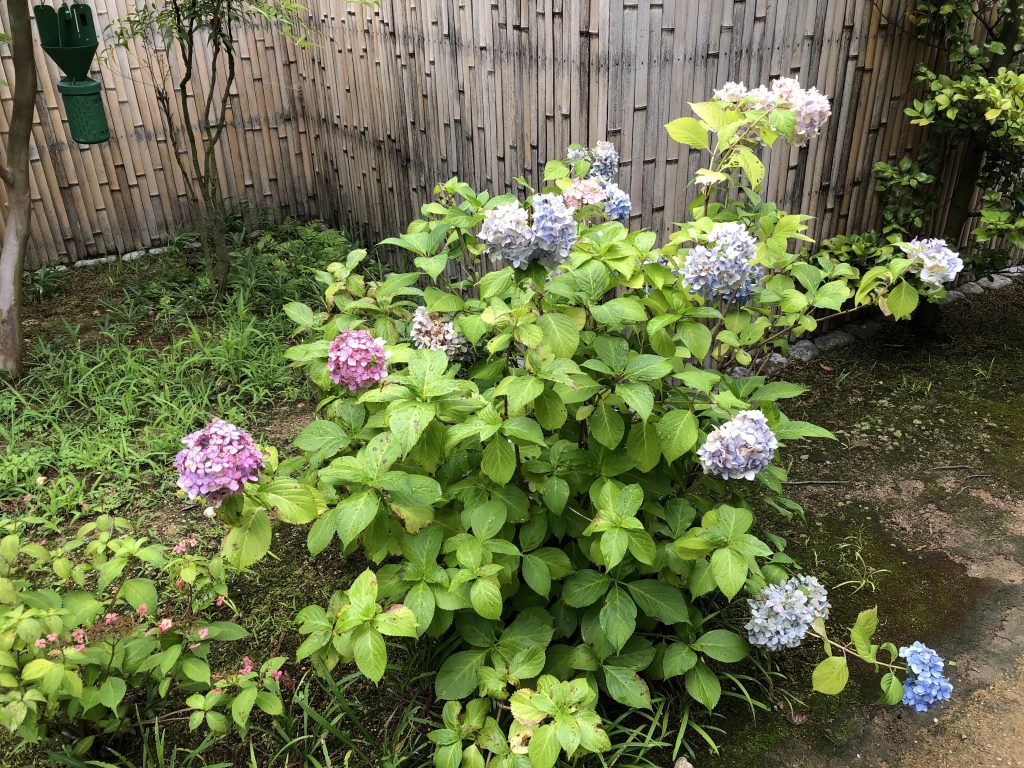 好古園內的繡球花